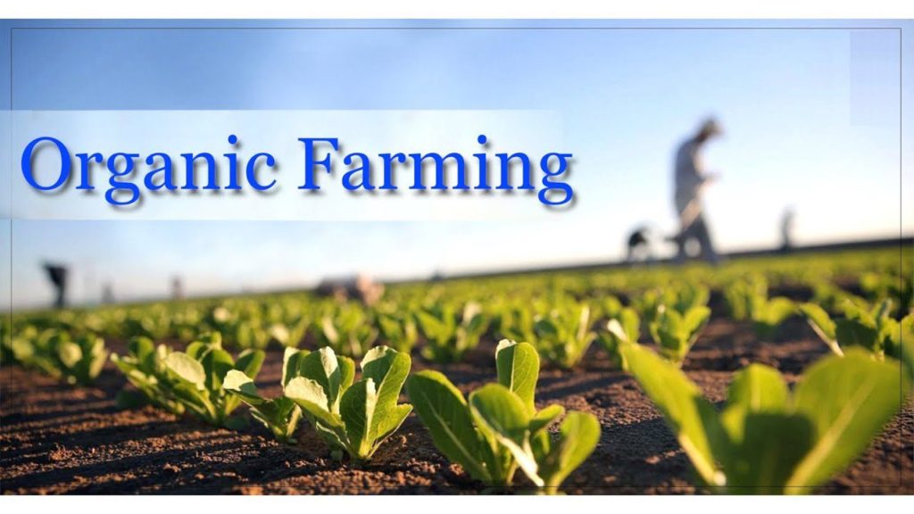 organic-farming-1