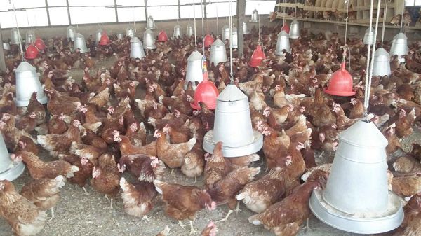 Government to begin nationwide registration for ‘Nkoko Nkitinkiti’ poultry program on November 3