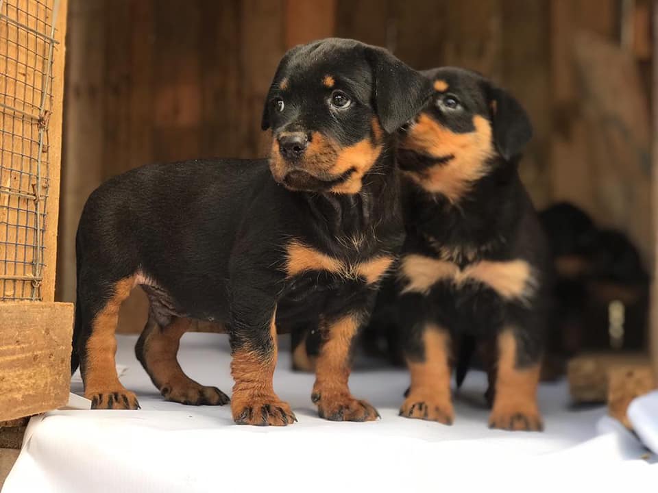 Police investigate theft of four dogs from Malawi presidential palace