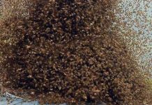 Bees attack NDC supporters in Kpandai, one dead